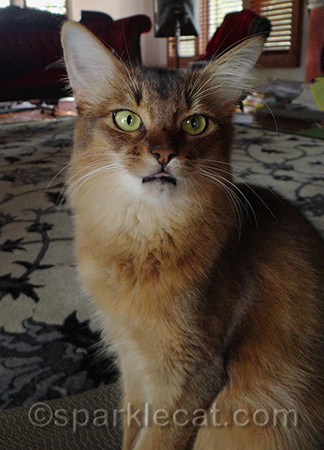 My human didn't even know what I did until she downloaded this photo