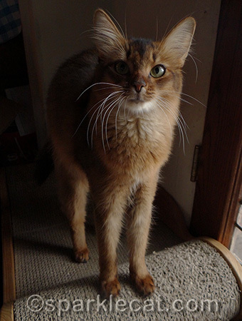 It's a special talent we Somali cats have!
