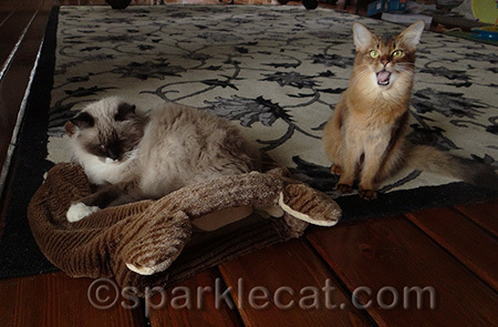 I do kind of goof off a lot during these photo sessions!