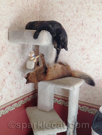 Ha-ha, she can't reach me