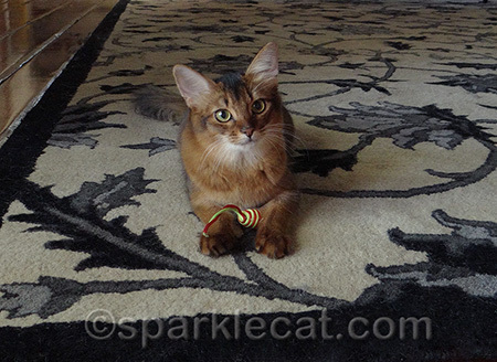 Waiting for my human to toss it for me to chase