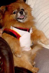 RIP-Rascal-Vashti Quiroz-Vega