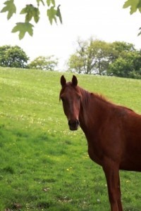 photo by Simon Howden