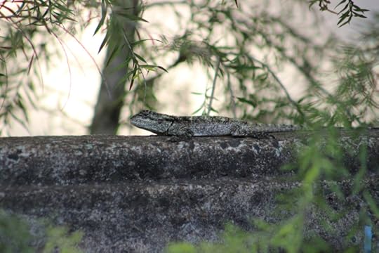 Lizard on Wall