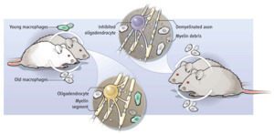 mouse-effect-circulation-young-blood