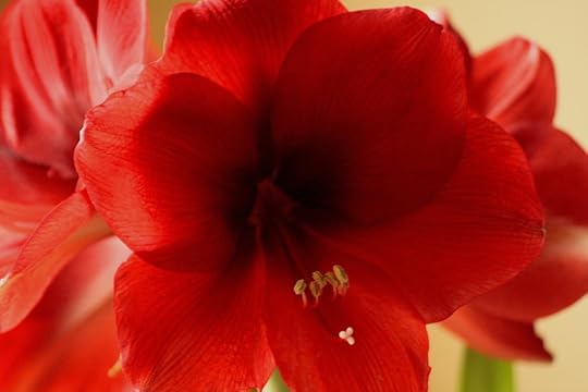  photo red-lion-amaryllis-christopher-kirby.jpg