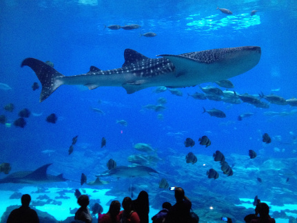 WhaleSharkphoto