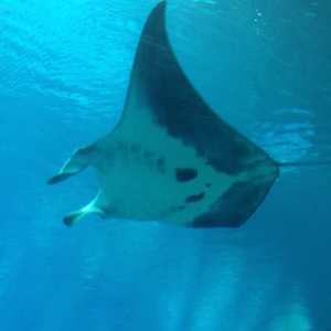 Manta Ray