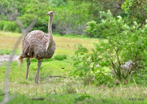 Ostrich female