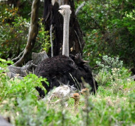 Ostrich chicks