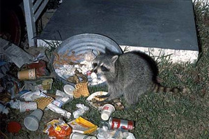 Raccoon