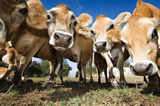 cows