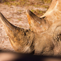 White Rhino Horn
