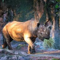 Rhino
