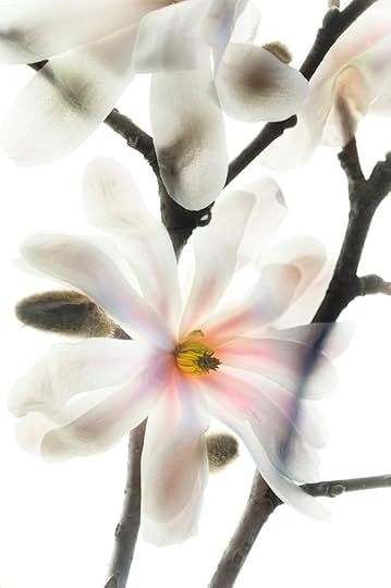 Star Magnolia 2