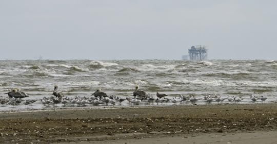 Birds and rig on Elmer's Island, LA.