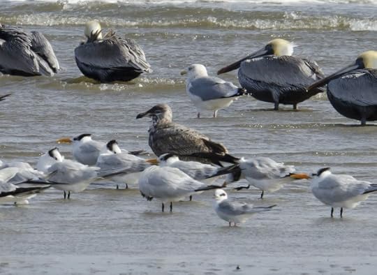 An oiled herring gull.