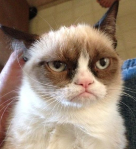 Unhappy cat, probably related to grumpy cat.