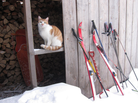 Winslow, admonishing me for not finishing the woodshed siding