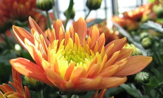 43971923_fabe4c4ee5_z