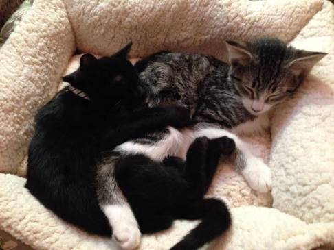 furbabies