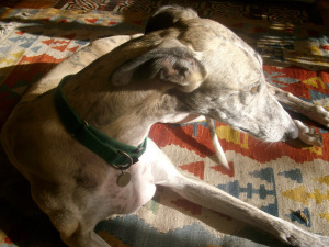 PENTAX Digital Camera