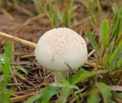 mushroom