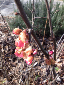 quince bloom after hard freeze