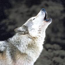  photo imageswolf_zpsb3667096.jpg