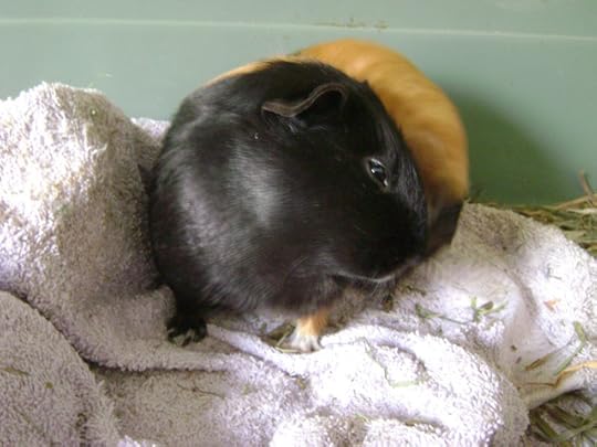 Murderface, scratching that itch to be the first lady pig to be featured in my year of the ladies. The Queen always comes first, so first she is.