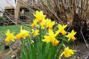 Mini-daffodils