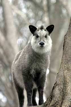 Japanese Serow