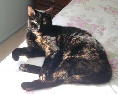 tortoiseshell-cat