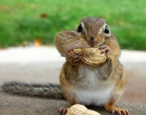 squirrels, hoarding, food, pack ratss