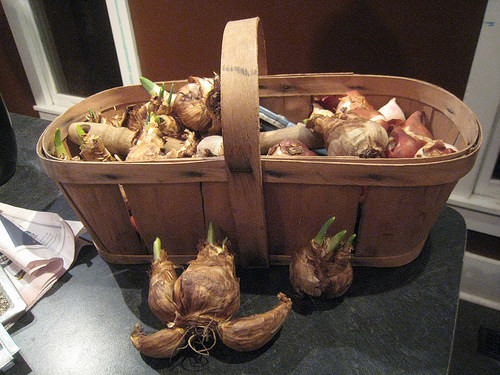 tulip bulbs