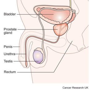 Prostate (image: Cancer Research UK)