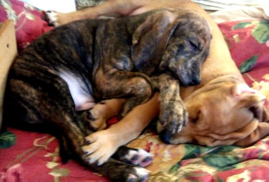 Puppies at rest