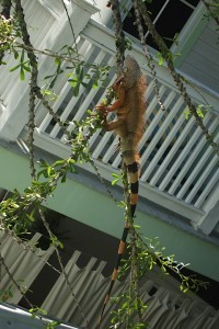 Iguana3