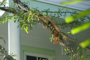 Iguana6