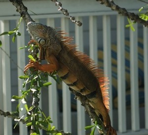 Iguana7