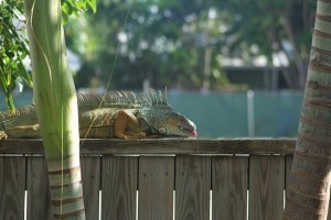 The pool guy