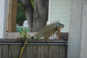 Iguana5