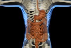 gut-bacterial-diversity