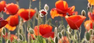 Tall Poppies