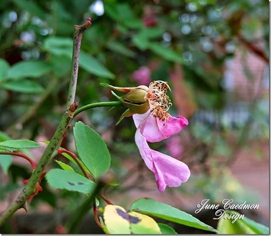 Rosehip