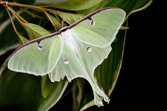 Moon Moth
