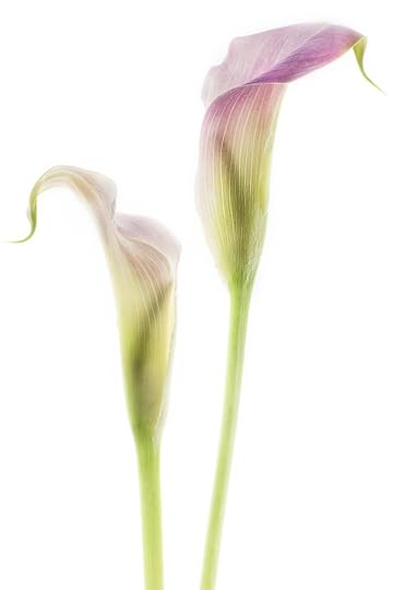 Calla Lilies © Harold Davis