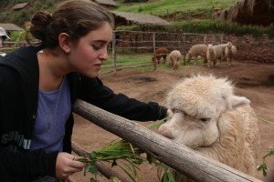 Feeding alfalfa to an alpaca.