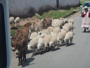 Minor traffic jam on the way to Moray. 
