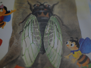 cicada